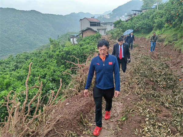 当事人引导干警们来到柑橘园现场.jpg 当事人引导干警们来到柑橘园现场.jpg